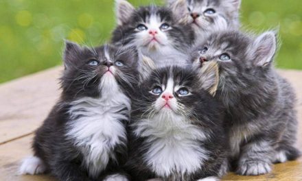 La poesia del giorno: Il nome dei gatti di Thomas Stearns Eliot