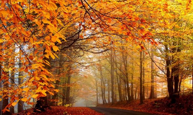 La poesia del giorno: Presagio d’autunno di Primo Levi