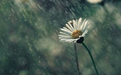La poesia del giorno: Alla pioggia di Edmondo De Amicis