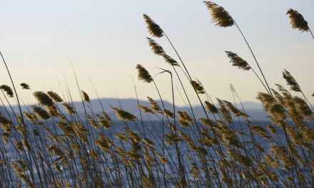 La poesia del giorno: Il vento scrive di Gabriele D’Annunzio